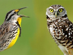 совы-жаворонки