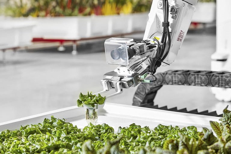 Городской фермер